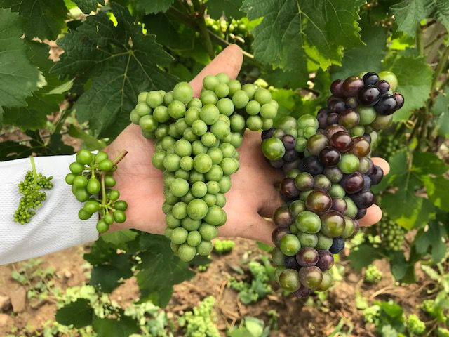 Kemmeter wine grapes